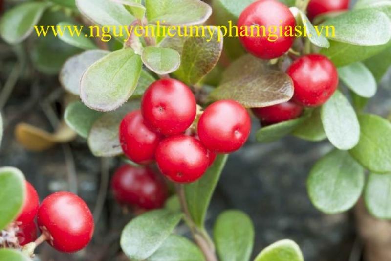chiet-xuat-bearberry-gia-si-1-1538642401.jpg